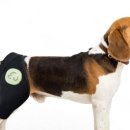 마요 펫 이미지