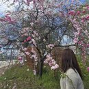 도화보건지소 이미지