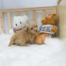 오아이펫 이미지