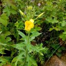 노고단-1 이미지