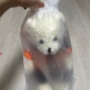세모직인 : 소방공무원 / 소방관 테디베어 인형