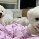 가야유치원 | 수원 반려견 유치원- 컴피그라운드 리얼후기(호텔링)