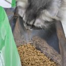 캣그린 | 프로베스트 캣(그린) 7.5kg 급여 후기 다묘가정 고양이사료 찾는다면?