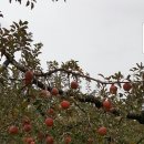 마한농장 이미지