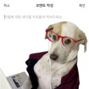 루이비똥 개 애견샵 | 시골쥐의 서울 대탐방∙연희동 안국역 홍대 코스별 추천