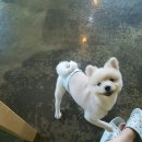 보니또펫 이미지