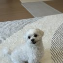 멍집사 이미지