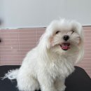 입댕로랑 이미지