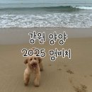 양양[ 멍비치 ]후기｜대형견도 오프리쉬 가능한 강아지 해수욕장