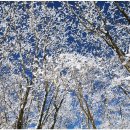 제141차."시화번개" 소백산국립공원[도솔봉]신년산행안내.[2020년01월19일]셋째주(일요일) 이미지