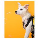 올데이펫 이미지