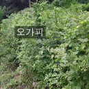 백토농원 이미지