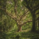 푸른나무 이미지