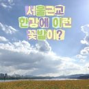 코스모스공원 | 남양주 한강공원 삼패지구 황화코스모스 개화 후기｜2026년 8월 23일 아이와 주말 나들이