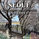 중랑천 제4체육공원 | 성수 송정벚꽃길 개화 벚꽃축제 실시간 주말 후기