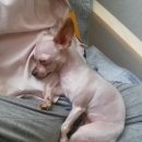 웰리스클리닉동물병원 이미지