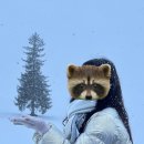 272-0108 | 일본 삿포로 여행 3박4일 ③-④일차(비에이투어, 돈까스맛집, 흑당버블티카페)