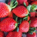 공주농장2 이미지