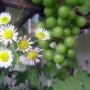 사랑울타리 이미지