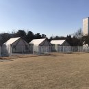 골드애견 이미지