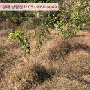 진전면927 이미지