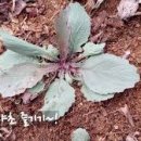 산야초-이고들배기 이미지