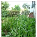 원조무안식당 이미지