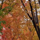 에버그린 | 여성국극 네버엔딩 에버그린 후기🌲📚