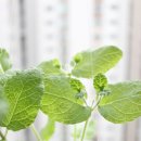 애플민트 이미지