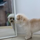 보드레 애견미용실 이미지