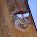 지웅동물병원 | 누찌가 설사로 병원 다녀온 후기에웅 (의정부 나은동물병원)