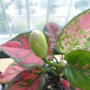【아글라오네마 스노우사파이어 (Aglaonema first diamond)】 이미지