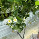 유니유치원(유니어린이집) | 동탄 사랑애딸기농장 아기랑 딸기체험