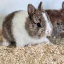 펫엔글라이더본점 이미지