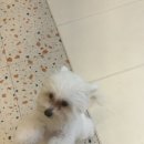 복슬 강아지 | 강아지 미용 스트레스 없는 대전 애견미용 도안동 모모랑 후기