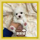 퍼피댕 강아지분양 안심분양소 광명점 말티푸 미니비숑 토이푸들 이미지