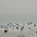 제23회 북극곰 수영대회(2010년 1월 31일) 이미지