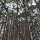 명곡동718 | 낙동정맥 25구간 양산 군지산(軍地山 운봉산 534.8m) 220326