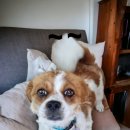 바른길동물병원 이미지