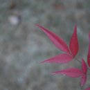 장다리천 이미지