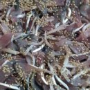 바다수산회직판장 이미지