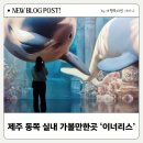4523 | 제주 동쪽 실내 가볼만한곳 이너리스 눈 오는 날 아이와 인생샷 건지는 미디어아트 재방문 후기