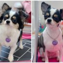 짱구네동물병원 이미지