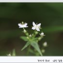 가야산의 아이들 - 네뀌쓴풀, 백여로,산오이풀,백리향 이미지