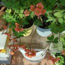 노랑퍼피 이미지