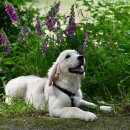 강아지봄 이미지