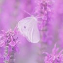 제이제이마라 이미지