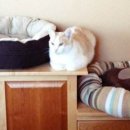 못말리는 고양이 이미지