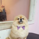 라니네 애견샵 이미지