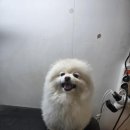 주견야DOG 이미지